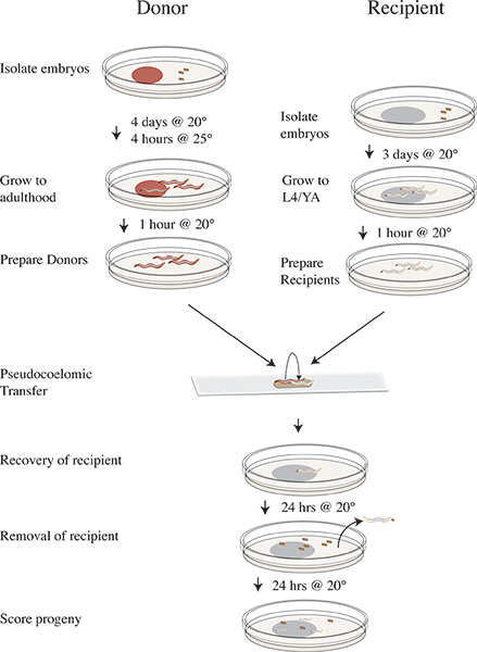 figure-protocol-3 Embryo transfer process diagram: donor and recipient preparation, pseudocoelomic transfer stages.