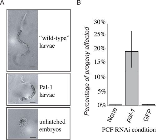 figure-protocol-4 RNAi experiment: larvae and embryos images, bar chart showing progeny effect percentages.