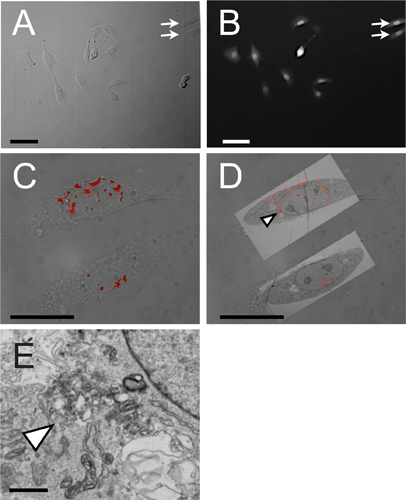 figure-protocol-4 Cell structures analysis; microscope images A-E; cellular morphology and organelle visualization.