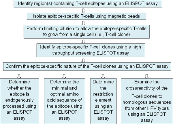 figure-protocol-1 T-cell epitope identification flowchart using ELISPOT assay, illustrating immunological analysis process.