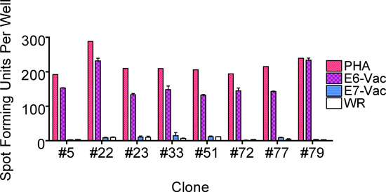 figure-protocol-5 Bar chart comparing immune response; clones vs. treatments; PHA, E6-Vac, E7-Vac, WR; ELISpot assay.