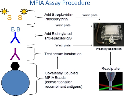 MFIA assay process diagram; steps involve reagent addition and plate washing for antigen detection.