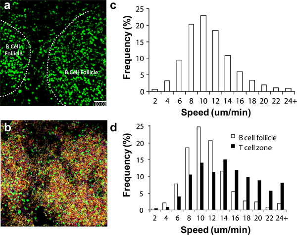 figure-protocol-2 B cell migration analysis; microscope image; speed distribution graphs; immunological study.
