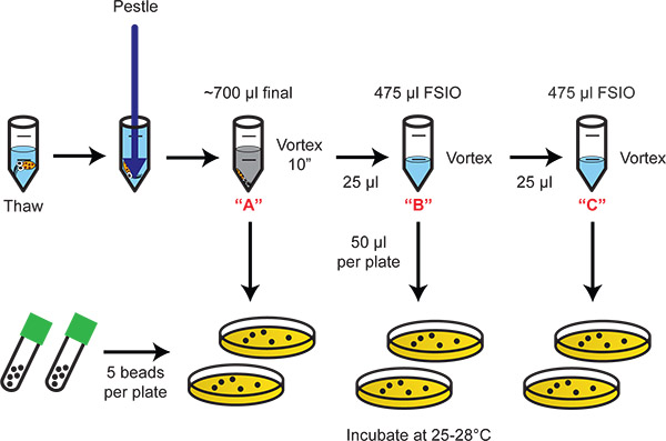 figure-protocol-2 figure-protocol-2