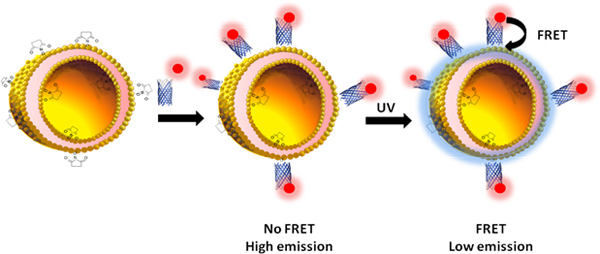 figure-protocol-1 FRET mechanism diagram; UV affects emission; fluorescence process; educational chemistry graphic.