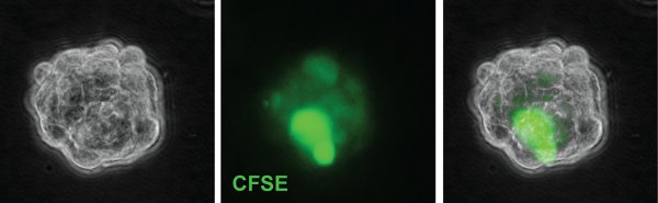 figure-protocol-3