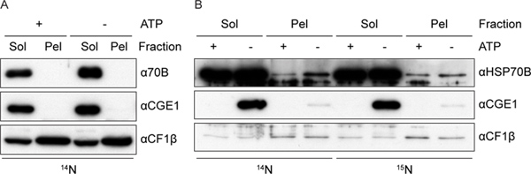 Western blot analysis, protein fraction comparison, ATP effects on cellular components, experiment results.