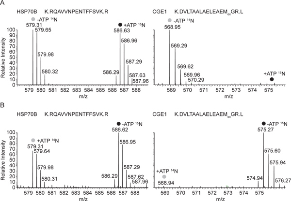 Mass spectrometry chart; peptide analysis, ATP binding, isotope peaks, comparison of protein samples.