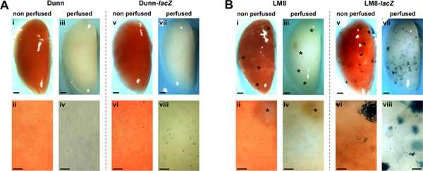 figure-protocol-1 Static and perfused tissue staining comparison, diagram analyzing vascularization in tumor models.