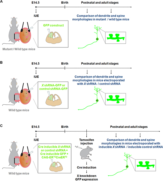figure-protocol-1 Electroporation method in mice; dendrite and spine morphology comparison; GFP expression analysis.