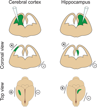 figure-protocol-2 Cerebral cortex and hippocampus electrical stimulation diagram; coronal and top views shown.