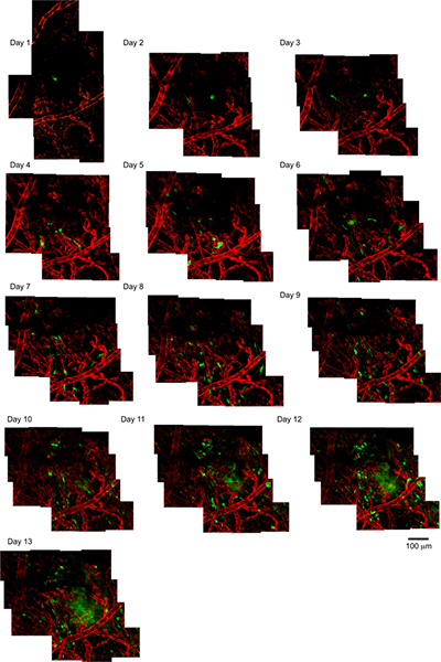 figure-protocol-2