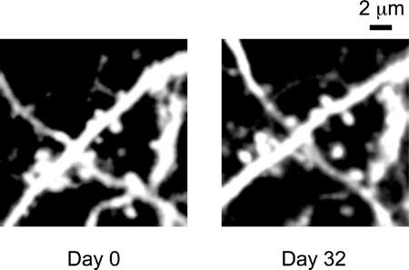 figure-protocol-4