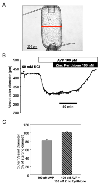 figure-protocol-4