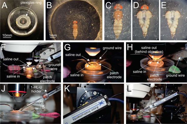 figure-protocol-1 Plexiglas ring microelectrode setup for electrophysiology on Drosophila larvae under microscope.