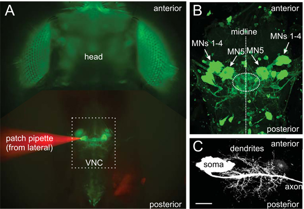 figure-protocol-2 Neural circuit analysis, patch-clamp setup, fluorescence microscopy, Drosophila ventral nerve cord.