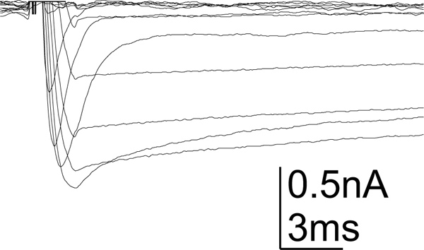 figure-protocol-4 Electrophysiology results, current vs. time graph; ion channel activity measurement, 0.5nA, 3ms.