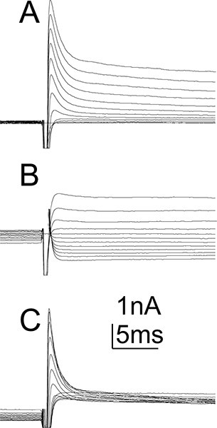 figure-protocol-5 Electrophysiology trace diagram showing current response over time; labeled A, B, C; scale: 1nA, 5ms.