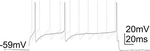 figure-protocol-6 Electrophysiology graph showing membrane potential changes, voltage spikes; data chart.