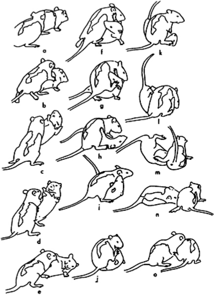 figure-introduction-1 Rodent behavioral diagram illustrating various mating positions for ethological study analysis.
