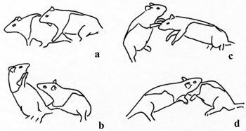 Rodent behavior diagram: dominance interactions, postures, social hierarchy in animal studies.