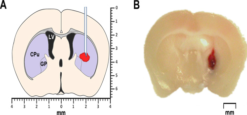 figure-protocol-1 Brain section analysis; diagram of lesion placement and photo of affected brain area, scale in mm.