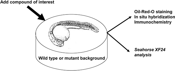 Zebrafish embryo treatment diagram; compound application; staining, hybridization, analysis methods.