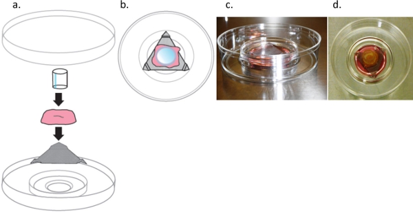 figure-results-1 组织培养装置:用于生物学研究的培养皿中细胞生长的示意图和图像。