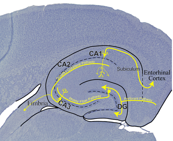 figure-protocol-1 Hippocampal circuitry diagram showing CA1-3 pathways and connections to entorhinal cortex.