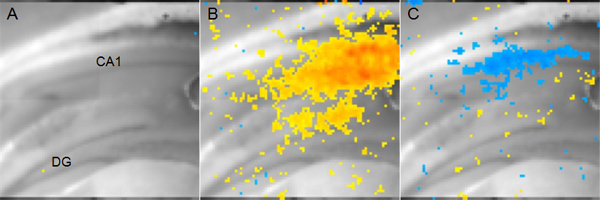 figure-protocol-5 Hippocampal neuron activity, heatmap overlay, CA1, DG regions, experimental data analysis.