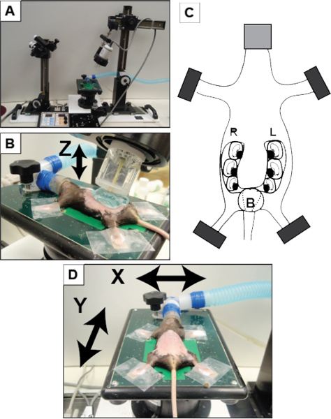 figure-protocol-1 Experimental setup for live subject imaging: stereotactic apparatus with directional axes in diagram.