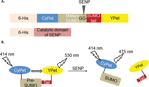 figure-protocol-9 Protein interaction diagram using FRET; shows CyPet-YPet, SENP cleavage, emission at 530 nm, 475 nm.