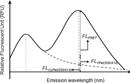 figure-protocol-10 Fluorescence emission spectrum graph; demonstrates FRET efficiency with emissions at specific wavelengths.
