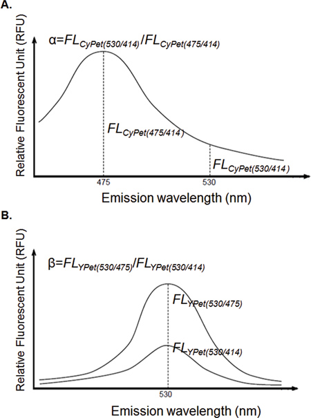 figure-protocol-11 Fluorescence emission spectra; diagrams show FL_CyPet and FL_YPet ratios; optical analysis.
