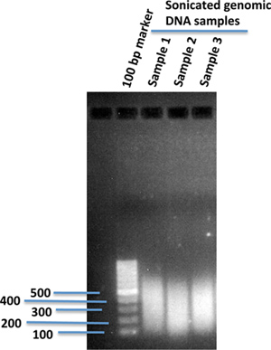figure-protocol-1 超声处理DNA样品的凝胶电泳图;显示碱基对标记物和分离结果。
