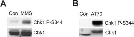 figure-protocol-2