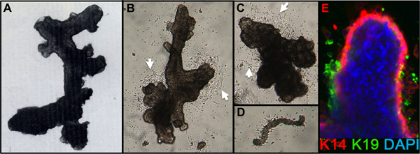 figure-results-1 Histological analysis of cellular samples; microscope images showing cell structure and staining.