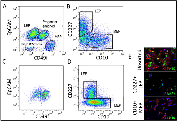 figure-results-3 Flow cytometry analysis; EpCAM vs CD49f, CD227 vs CD10 graphs; cell sorting; LEP, MEP identification.