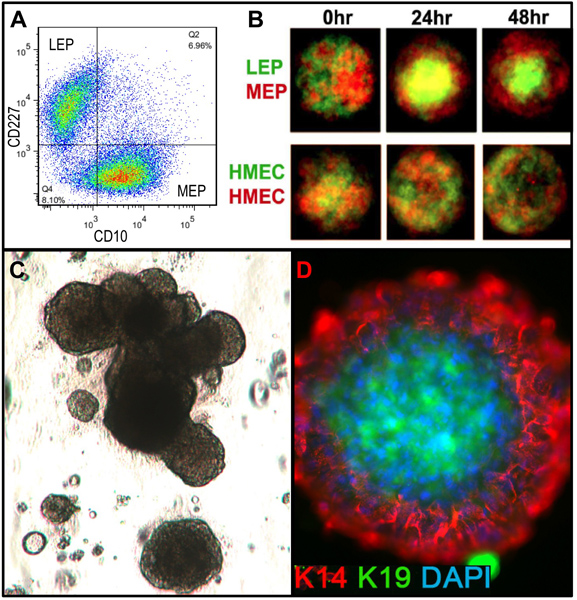 figure-results-4 Flow cytometry, time-lapse, and microscopy analysis; breast epithelial cells differentiation, CD markers.