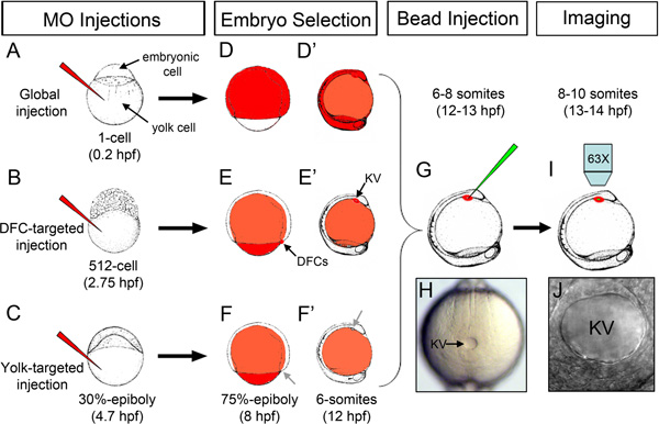 Zebrafish embryo injections and imaging; diagram with MO injections, bead insertion, KV analysis.