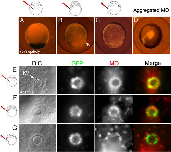 Zebrafish embryogenesis; aggregated MO; epiboly stages A-D; DIC, GFP, MO images E-G; scientific diagram.