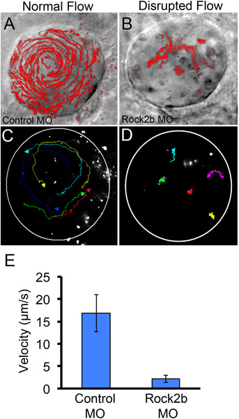Normal vs. disrupted flow diagrams; velocity chart; fluorescence microscopy; flow velocity comparison.