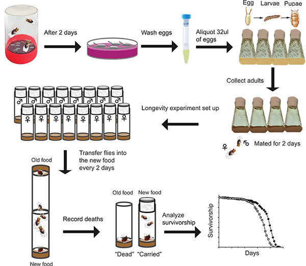 Fruit fly longevity experiment diagram; lifecycle setup, survivorship analysis, data graph results.