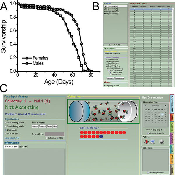 Survivorship graph, data table, and experiment setup with life tracking interface for aging study.