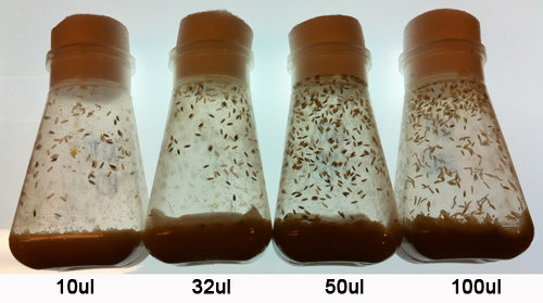 Drosophila growth experiment; flask, different fly densities; biology research; 10-100μL yeast levels.