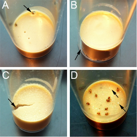 Fermentation process; microbial growth stages; experimental result; close-up of culture samples.