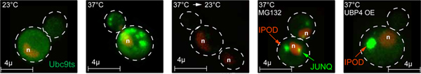Cell stress response, confocal microscopy images; protein aggregation at varying temperatures.