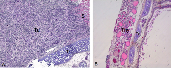 Histology: tissue sections, labeled areas; comparative analysis, microscopy image, cellular structure.