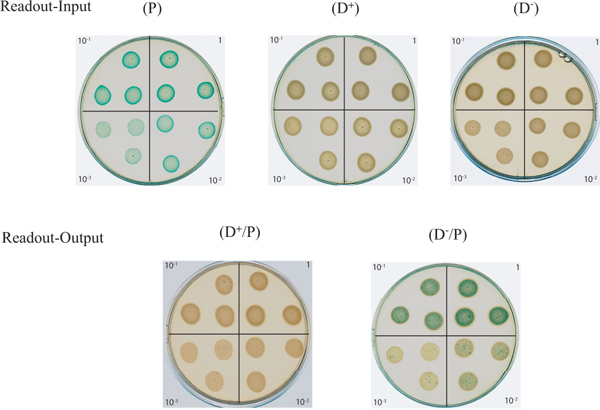 figure-results-2 细菌生长实验结果;不同条件下的培养皿示意图;微生物学分析。
