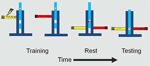 Operant conditioning process diagram; training, rest, testing phases; behavioral psychology experiment.